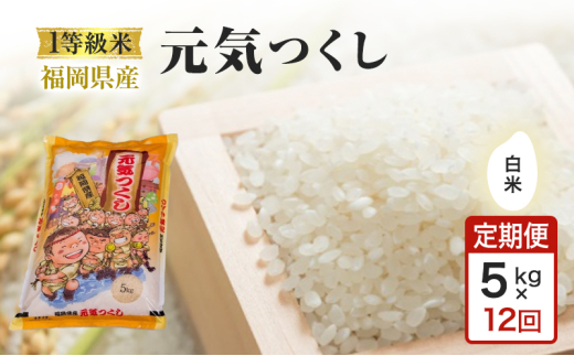 定期便 12回 1等級米 米 1粒からこだわる 福岡県産米 元気つくし 白米 5kg お米 コメ お楽しみ 12ヶ月 1966286 - 福岡県小郡市