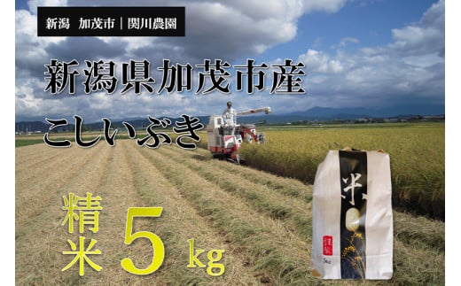 【令和6年産新米】加茂市産こしいぶき 精米5kg  こしいぶき 新潟産 米  お米 白米  加茂市 関川農園