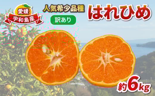 訳あり はれひめ 約6kg 協徳ガーデン 先行予約 予約受付 訳アリ わけあり 瀬戸の晴れ姫 晴姫 蜜柑 mikan 愛媛みかん 愛媛ミカン 愛媛蜜柑 果物 くだもの 柑橘 フルーツ 希少 品種 数量限定 産地直送 農家直送 国産 愛媛 宇和島 B010-178004 2137789 - 愛媛県宇和島市