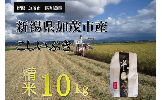 【令和6年産新米】加茂市産こしいぶき 精米10kg  こしいぶき 新潟産 米  お米 白米  加茂市 関川農園