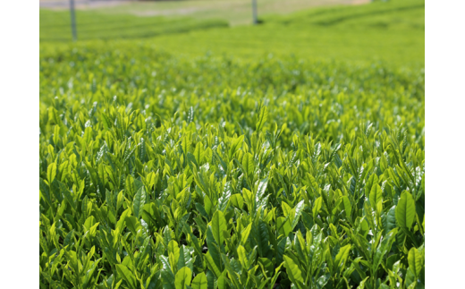 静岡県川根本町のふるさと納税 11-50 特上煎茶　川根茶「川根の誉」セット　100g×３袋