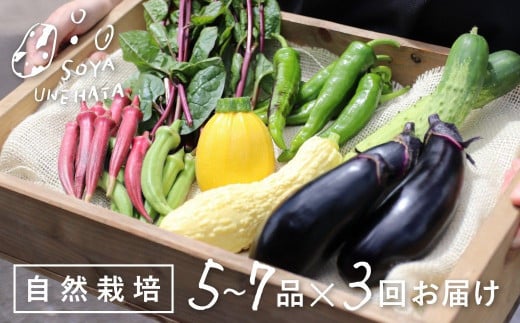 [先行予約][3回定期便]飛騨 野菜セット 5〜7品 自然栽培 野菜BOX 3回お届け 定期便 お楽しみ ソヤ畦畑 旬野菜 夏野菜 ピーマン ナス きゅうり オクラ ズッキーニ