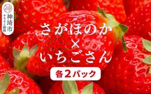 【2026年1月上旬より発送開始】苺(さがほのか・いちごさん)各2パック【果物 くだもの フルーツ イチゴ 佐賀】(H116136)