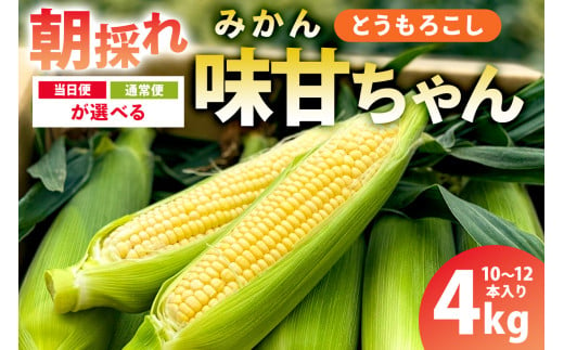 [先行受付 2025年][当日便・通常便が選べる]朝採れ!とうもろこし10〜12本(味甘ちゃん・みかんちゃん)mi0046-0005-SKU [味甘 トウモロコシ コーン 朝採れ 新鮮]