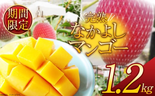 【先着順】【2025年夏先行予約受付】【期間限定】完売必須！完熟なかよしマンゴー 約1.2kg | 完熟 先行予約 先着順 期間限定 マンゴー トロピカル 太陽 甘さ 贈答用 ギフト 大粒 新鮮 甘い 美味しい 果物 ご褒美 フルーツ 豪華 贅沢 数量限定 フルーツ デザート 栃木県 那珂川町 送料無料  1532766 - 栃木県那珂川町