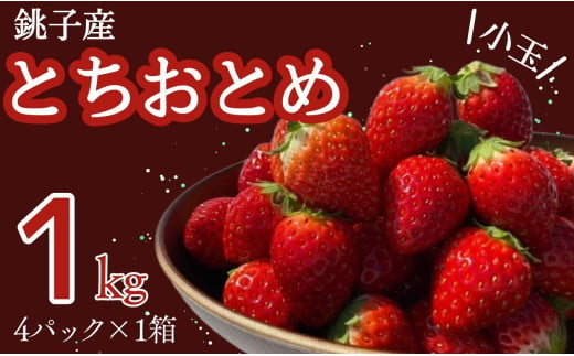 いちご 約1kg とちおとめ 小玉  250g × 4パック こだわり 新鮮 朝摘み 朝採り 産直 産地直送 安心安全 果物 フルーツ くだもの ギフト プレゼント 贈物 贈答 ジャム ショートケーキ ババロア タルト スムージー ジュース アイス ジェラート ケーキ ふるさと納税 ふるさと納税苺 千葉県 銚子市 神原いちご園