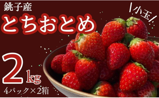 いちご 約2kg とちおとめ 小玉 250g × 8パック こだわり 新鮮 朝摘み 朝採り 産直 産地直送 安心安全 果物 フルーツ くだもの ギフト プレゼント 贈物 贈答 ジャム ショートケーキ ババロア タルト スムージー ジュース アイス ジェラート ケーキ ふるさと納税 ふるさと納税苺 千葉県 銚子市 神原いちご園