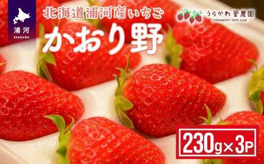 【今が旬！】北海道浦河産いちご「かおり野」230g×3P[13-113]