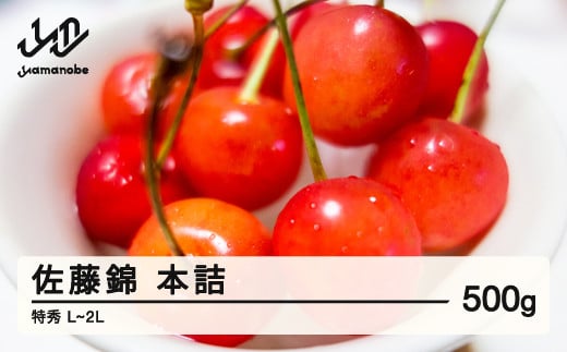 《先行予約》贈答用 2025年 山形県産 さくらんぼ 佐藤錦 500g 本詰 特秀 L～2L 2025年6月10日頃から順次発送 F20A-022 486388 - 山形県山辺町