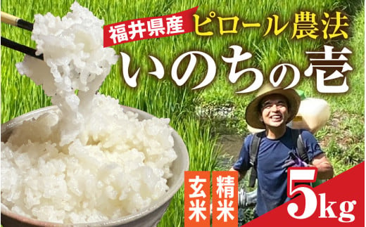 【精米】【内田農園・ピロール米】令和6年産 福井県産いのちの壱 5kg 減農薬栽培 [B-168002_02]  1722465 - 福井県福井市