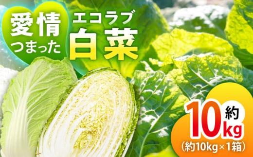 エコラブ白菜 約10kg（1箱）　愛媛県大洲市/沢井青果有限会社　白菜 野菜 生野菜 鍋もの野菜 サラダ野菜 [AGBN049] 1967239 - 愛媛県大洲市