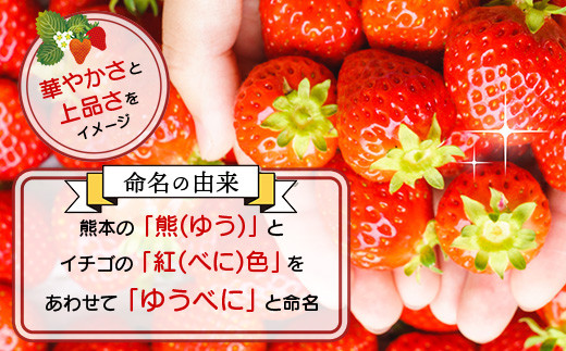 熊本県産 いちご ゆうべに 約260g×2パック