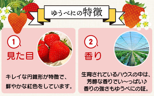 熊本県産 いちご ゆうべに 約260g×2パック