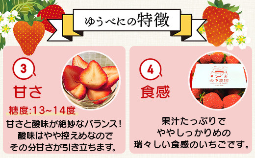 熊本県産 いちご ゆうべに 約260g×2パック