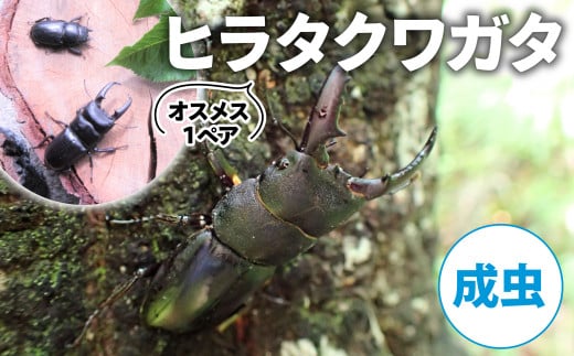 【2025年6月‐8月配送】 ヒラタクワガタ（成虫）オスメス1ペア ( 昆虫 飼育観察 自然採集 ヒラタクワガタ 夏休み 自由研究 生き物 自然環境学習 プレゼント 贈り物 ギフト ) 1984160 - 京都府京都府庁