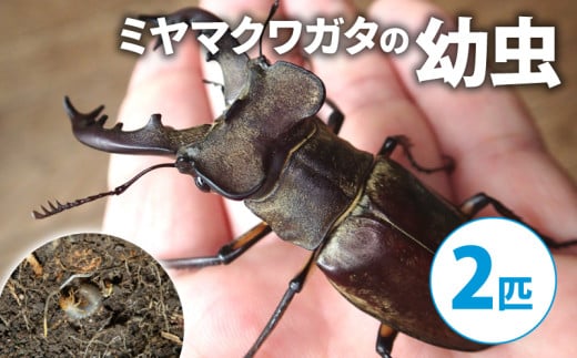 【2025年1月‐4月配送】ミヤマクワガタ（幼虫２匹）( 昆虫 飼育観察 自然採集 ミヤマクワガタ 夏休み 自由研究 生き物 自然環境学習 プレゼント 贈り物 ギフト ) 1984163 - 京都府京都府庁