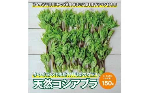 952　「山菜の女王」採れたて天然コシアブラ約150g+オマケ1種