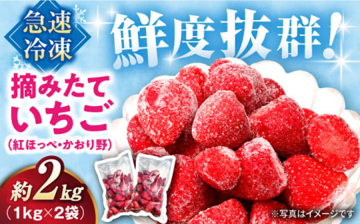 摘みたて冷凍いちご【急速冷凍機使用】紅ほっぺ・かおり野　1kg×2袋　滋賀県長浜市/株式会社みつなりのさと [AQBT003] 1969160 - 滋賀県長浜市