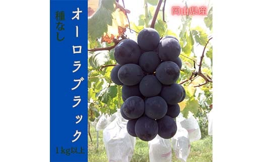 【2025年先行受付】岡山のぶどう(オーロラブラック)1kg(2房) 大粒 種なし たねなし 黒系ブドウ 爽やか 香り 甘い 果汁 津山市 TY0-0966