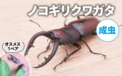 【2025年6月‐8月配送】 ノコギリクワガタ (成虫) オスメス1ペア ( 昆虫 飼育観察 夏休み 自由研究 生き物 自然環境 夏休み 学習 プレゼント 贈り物 ギフト ) 1984158 - 京都府京都府庁