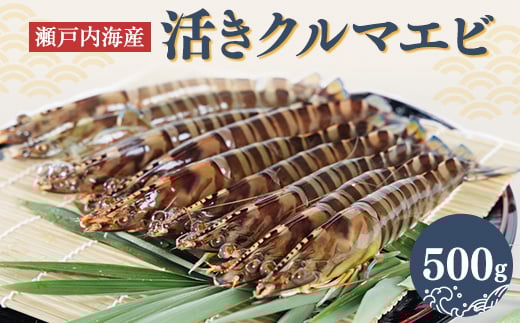 2025年12月発送:活きクルマエビ　500g【1052790】 1229648 - 山口県柳井市