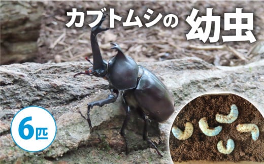 【2025年1月‐4月配送】カブトムシ（幼虫6匹）( 昆虫 飼育観察 自然採集 カブトムシ 夏休み 自由研究 生き物 自然環境学習 プレゼント 贈り物 ギフト ) 1984161 - 京都府京都府庁