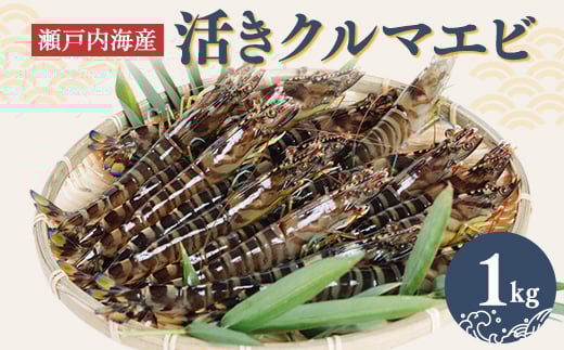2026年1月発送:活きクルマエビ　1kg【1052791】 1229649 - 山口県柳井市