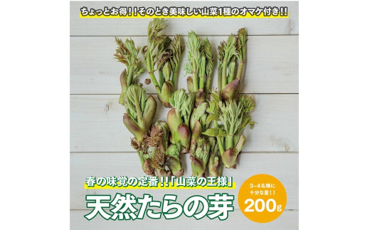 954　【山菜の王様】採れたて天然たらの芽約200g+オマケ1種