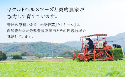 大分県豊後高田市のふるさと納税 私の青汁すっきり仕立て、ヤクルトの国産ケール青汁 各1箱