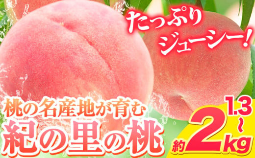 桃 和歌山県産 紀の里の桃 選べる内容量 約2kg (6〜8玉) 約1.3kg (5〜8玉)[2025年6月中旬-8月中旬頃出荷] 2025年 先行予約 紀の里の桃 白鳳 日川白鳳 なつっこ 清水白桃 川中島白桃 八旗白桃 ギフト 果物 くだもの フルーツ お取り寄せ 和歌山 もも momo