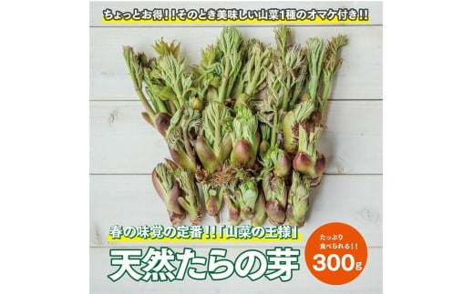 1168　【山菜の王様】採れたて天然たらの芽約300g+オマケ1種