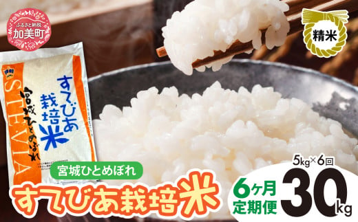 [ 6回 定期便 ]精米 令和6年度産 すてびあ栽培米 宮城県産 ひとめぼれ 30kg ( 5kg × 6回 )| 菅原精米工業 宮城県 加美町 sw00001-r601-5kg-6 | ステビア すてびあ 米 コメ お米 ヒトメボレ