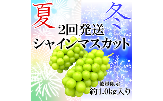 【定期便 夏冬2回】 山梨県甲州市産 シャインマスカット 約1.0kg 2～3房【2025年発送】（HNT）D6-411【シャインマスカット 葡萄 ぶどう ブドウ 令和7年発送 期間限定 山梨県産 甲州市 フルーツ 果物】 1153155 - 山梨県甲州市