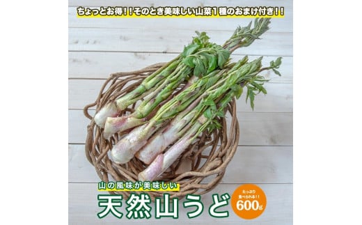 1171　「山の風味が美味しい」天然山うど約600g+オマケ1種