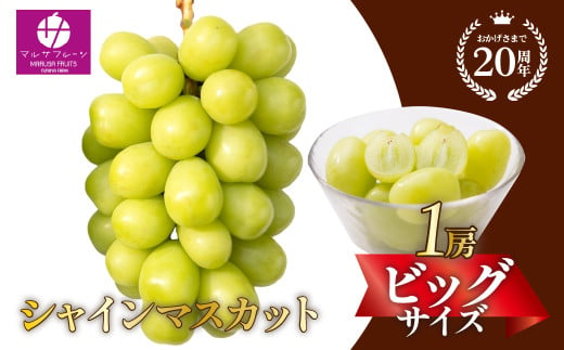 ＜25年発送先行予約＞シャインマスカット ビッグサイズ１房　山梨県笛吹市一宮産 朝採り 産地直送 088-041　| シャインマスカット 発送 マルサ マルサフルーツ 笛吹市 山梨県 フルーツ 果物 ぶどう 葡萄 シャインマスカット おすすめ  贈答 山梨 山梨県笛吹市 産地 期間限定 笛吹市 笛吹 国産 ぶどう 人気 新鮮 種なし 高級 くだもの 完熟 ブドウ | 1971484 - 山梨県笛吹市