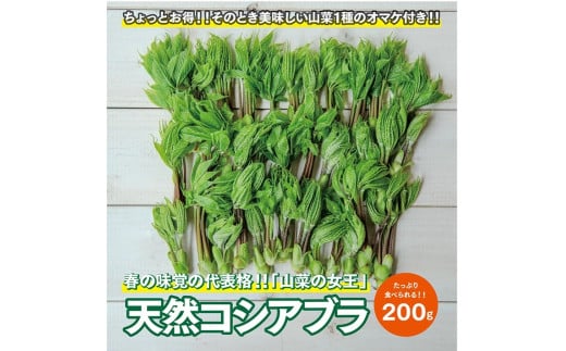 1166　「山菜の女王」採れたて天然コシアブラ約200g+オマケ1種