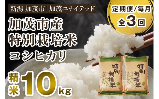 【令和6年産米】【定期便3ヶ月毎月お届け】加茂市産 特別栽培米 コシヒカリ 精米10kg 栽培期間中は化学肥料・農薬不使用 新潟米 お米 白米 こしひかり 加茂ユナイテッド