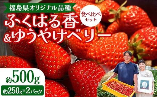 福島県オリジナル品種「ふくはる香」「ゆうやけベリー」食べ比べセット約500g（250g×2パック） いちご イチゴ 苺 福島県 鏡石町 鏡石農遊園 F6Q-227 1959740 - 福島県鏡石町