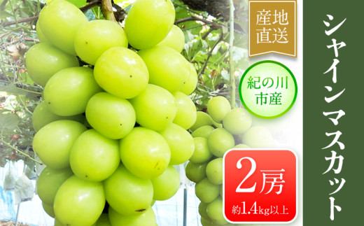 シャインマスカット 大粒 約1.4kg(700g前後×2)ｍ＆ｎ果実園《8月下-10月上旬頃より出荷予定》和歌山県 紀の川市
