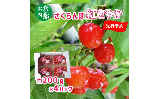 【先行予約】食の都庄内【令和7年産】さくらんぼ紅さやか 約200g×4パック※令和7年6月上旬頃～順次配送予定 1981667 - 山形県三川町