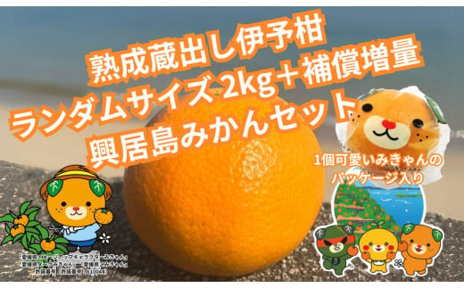 【先行予約】 訳あり 興居島産 熟成蔵出し伊予柑 2kg＋補償増量 ランダムサイズ  愛媛産 愛媛県産 国産 愛媛みかん 愛媛蜜柑 愛媛ミカン みかん ミカン mikan 蜜柑 柑橘 フルーツ 果物 くだもの お取り寄せ 産地直送 数量限定 人気 おすすめ 愛媛県 松山市 1984610 - 愛媛県松山市