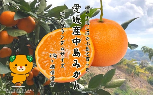 訳あり 中島みかん 2kg＋補償増量 ランダムサイズ  愛媛産 愛媛県産 国産 愛媛みかん 愛媛蜜柑 愛媛ミカン みかん ミカン mikan 蜜柑 柑橘 フルーツ 果物 くだもの お取り寄せ 産地直送 数量限定 人気 おすすめ 愛媛県 松山市