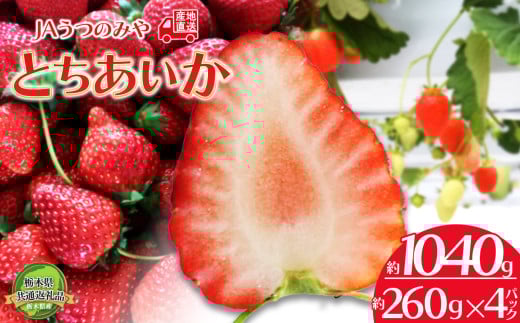 【先行予約】苺 栃木県共通返礼品 JAうつのみや直送！ とちあいか 260g×4パック | 2026年1月～発送 いちご 甘い 美味しい 果物 フルーツ デザート 栃木県 下野市 送料無料