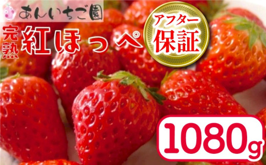 いちご 紅ほっぺ 4パック 1080g  ( 2025年 1月 発送開始 ) 期間限定 人気 果物 フルーツ 新鮮 旬 冬 春 ケーキ ショートケーキ デザート ギフト 贈り物 贈答 イチゴ 苺 ストロベリー 徳島県 吉野川市 あんいちご園 1982632 - 徳島県吉野川市