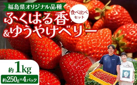 福島県オリジナル品種「ふくはる香」「ゆうやけベリー」食べ比べセット約１kg（250g×4パック） いちご イチゴ 苺 福島県 鏡石町 鏡石農遊園 F6Q-228 1959741 - 福島県鏡石町