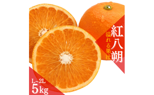 【先行予約】あふれる果汁！ 希少な紅はっさく 秀品 5kg L～２L ※2026年1月初旬～2026年3月末頃に順次発送予定（お届け日指定不可） 　/ ハッサク 八朔 紅八朔 紅はっさく フルーツ 柑橘 蜜柑 果物 くだもの【kgr006A】