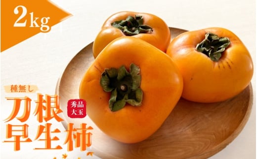 【先行予約】種無し柿 刀根早生柿 秀品大玉 約2kg（6個） 2025年9月下旬～10月下旬頃に順次発送予定（お届け日指定不可）/ 柿 かき 種無し 秀品 大玉 フルーツ 果物 くだもの【kiy002】 1972602 - 和歌山県すさみ町