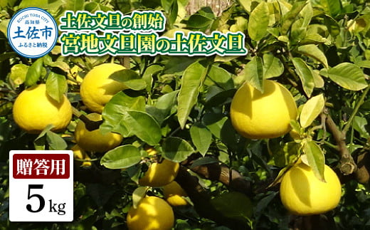 土佐文旦の創始 宮地文旦園の土佐文旦 贈答用2L 約5キロ 10~12個入り 5kg ぶんたん ブンタン フルーツ 柑橘 みかん 果物 くだもの 柑橘類 デザート プレゼント ギフト 贈り物