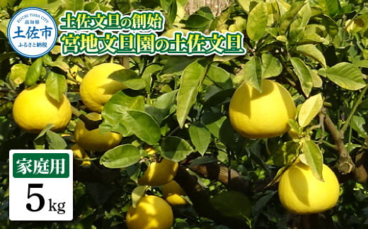 土佐文旦の創始 宮地文旦園の土佐文旦 家庭用2L 約5キロ 10~12個入り 5kg ぶんたん ブンタン フルーツ 柑橘 みかん 果物 くだもの 柑橘類 デザート プレゼント ギフト 贈り物