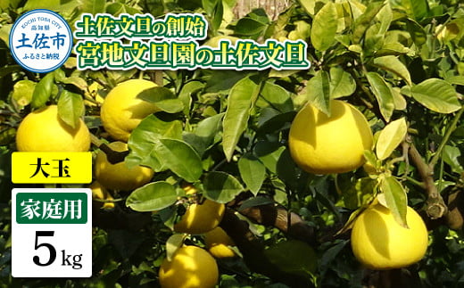 土佐文旦の創始 宮地文旦園の土佐文旦 家庭用3L 大玉 約5キロ 7~9個入り 5kg ぶんたん ブンタン フルーツ 柑橘 みかん 果物 くだもの 柑橘類 デザート プレゼント ギフト 贈り物